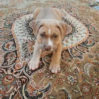 فروش توله پیت بول دوماهه|سگ|پردیس, فاز ۱|دیوار