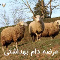 عرضه بهداشتی همراه با جواز دامپزشکی تهران