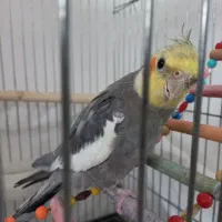 سینامون|پرنده|قدس, شهر‌قدس|دیوار