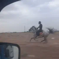 فروش یک نریون درجه یک