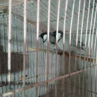 سهره قناری|پرنده|خاش, |دیوار