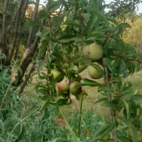 فروش باغ وزمین مزروعی