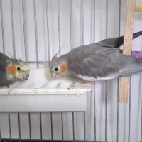 عروس هلندی با دو جوجه