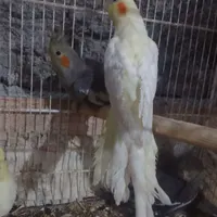 جوجه عروس هلندی  دوماهه و چهارماهه دانه خور|پرنده|زابل, |دیوار