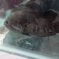 ماهی اسکار معاوضه باپنکوسی شکاری