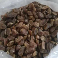 خرمابدون هسته باکیفت و عالی ارسالی از استان بوشهر