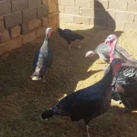 بوقلمون|پرنده|اسفراین, |دیوار