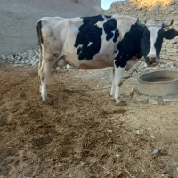 گاو گوساله|حیوانات مزرعه|آشخانه, |دیوار