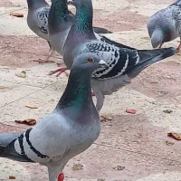 فروش فوری کبوتر