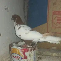 کفتر ماده ابلغ افغانی دم سفید