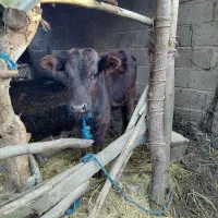 گاو به همراه گوساله|حیوانات مزرعه|آستانه اشرفیه, |دیوار