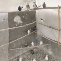 دمگیر|پرنده|فولادشهر, B2|دیوار