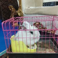 خرگوش لوپ چهارماهه