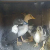 فروش اردک