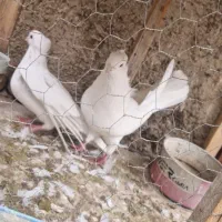 سفیدکاکلی|پرنده|خرمدره, |دیوار