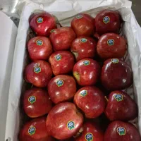 چند تا خانم برای بستهبندی سیب دررسانه نیازمندیم