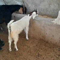 ۲ تا کهره هندی