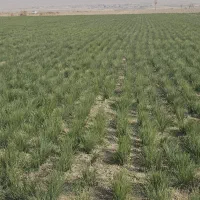 پیش فروش پیاز زعفران