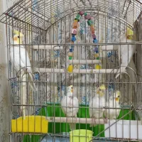 جفت عروس هلندی مولد تظمینی