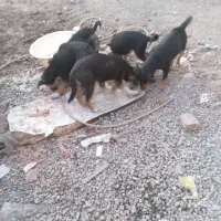 توله ژرمن  فروشی