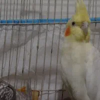 یک جفت عروس هلندی با قفس دو دویست