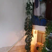 درختچه شفلرا|گل و گیاه طبیعی|فارسان, |دیوار