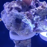 ماهی آب شور