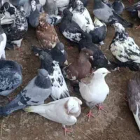 کبوتر سربری برای کشت