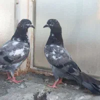 کبوتر جوجه تیدی چینا پاکستانی و سینه ای و قاره