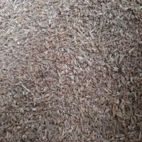 دانه مرغی  گندم وبوجاری