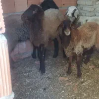 فروش توقلی|حیوانات مزرعه|آق قلا, |دیوار