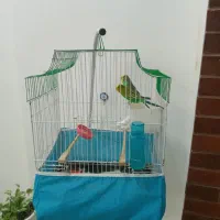 یک جفت مرغ عشق سالم همراه با قفس و استند