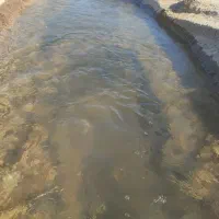 زمین کشاورزی درجه یک|فروش دفتر صنعتی، کشاورزی، تجاری|سوسنگرد, |دیوار