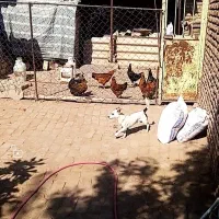سگ پاکوتا|سگ|نیشابور, مازول|دیوار