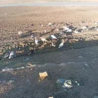 بوقلمون|حیوانات مزرعه|سیروان, |دیوار