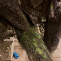 طاووس|پرنده|فردیس, خیام شرقی|دیوار