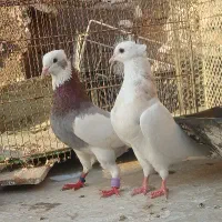 کبوتر