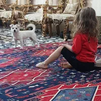 واگذاری سگ|سگ|یاسوج, |دیوار