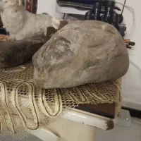 فسیل مار