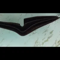 کیف دوشی وکیف جیبی|کیف، کفش، کمربند|چهارباغ, |دیوار