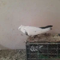 کبوتر رنگی دو جفت|پرنده|اهواز, منازل کارون|دیوار