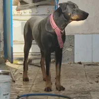 واگذاری|سگ|گلبهار, شهر جدید گلبهار|دیوار