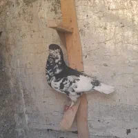 یالسیاه گلدار ماده