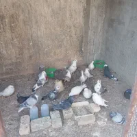 فروش تعدادی کبوتر|پرنده|اصفهان, اندوان|دیوار