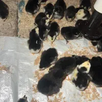 فروش جوجه های گلین تاج