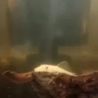 کت پوزه بوته ای بلو آیز