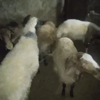 شک گوشتی