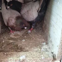 کبوتر طاووسی|پرنده|گلبهار, شهر جدید گلبهار|دیوار