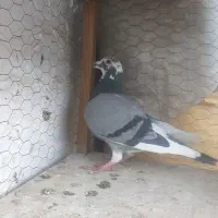 کفتر مسافتی آلمانی