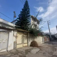 کاج مطبق|گل و گیاه طبیعی|قائم‌شهر, |دیوار